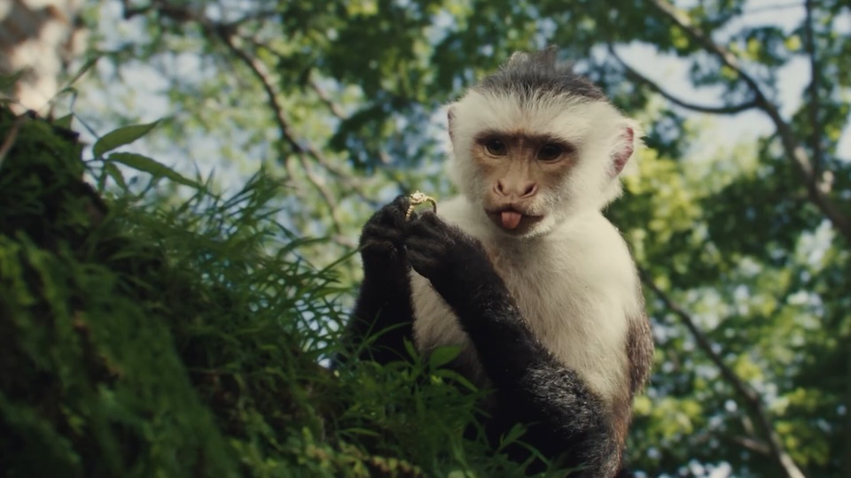 A Thieving Monkey Goes on the Lamb for E*Trade Image